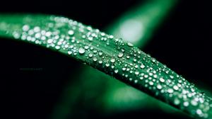 Leaf Macro Green Water Drops HD wallpaper thumb