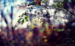 Plants, berries, leaves, water drops, blurring, twigs wallpaper thumb