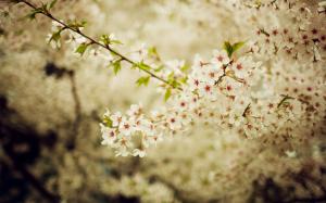 Cherry Blossom Blossom Flowers Macro HD wallpaper thumb