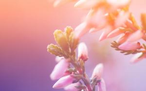 Morning Blossom wallpaper thumb