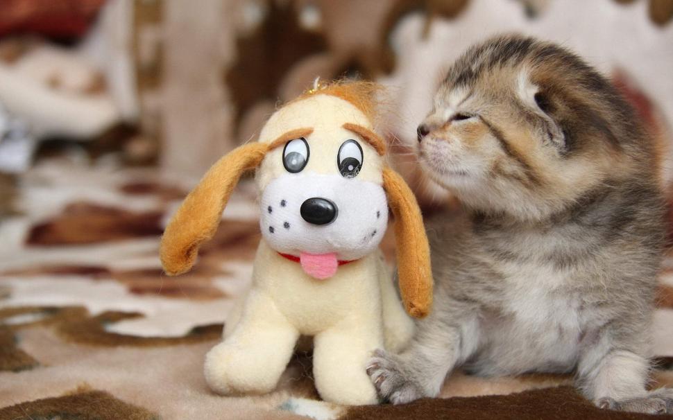 Little cat with toy dog wallpaper,Little wallpaper,Cat wallpaper,Toy wallpaper,Dog wallpaper,1680x1050 wallpaper