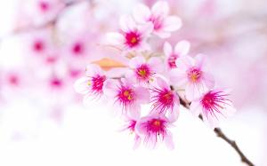 Spring cherry blossoms, pink flowers close-up wallpaper thumb