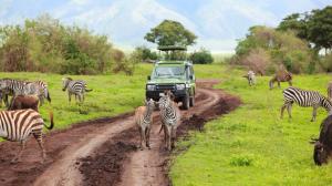 Kenya, Tanzania, safari, zebra wallpaper thumb