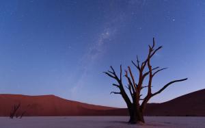 Stars Tree Desert Sky For Android wallpaper thumb