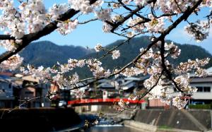 Japan, Cherry Blossoms, Houses, Spring wallpaper thumb