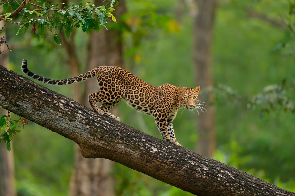 Colorful Leopard on tree wallpaper,Animal HD wallpaper,Nature HD wallpaper,wild cat HD wallpaper,tree HD wallpaper,Leopard HD wallpaper,2048x1363 wallpaper