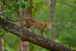 Colorful Leopard on tree wallpaper thumb