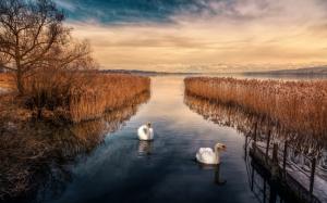 Swan, lake, sky, reeds, dusk wallpaper thumb