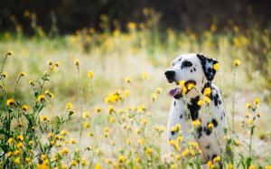 Dalmatians, dog, wildflowers wallpaper thumb