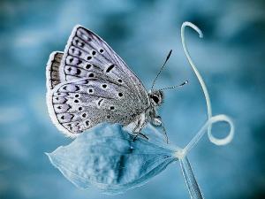 butterfly beautiful picture HD wallpaper thumb