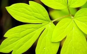 Green Leaf Definition Background Images wallpaper thumb