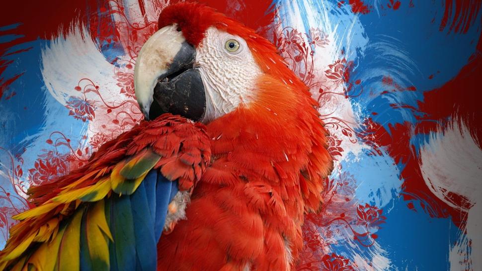 *** Red Parrot *** wallpaper,parrot HD wallpaper,birds HD wallpaper,animals HD wallpaper,1920x1080 wallpaper