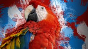 *** Red Parrot *** wallpaper thumb