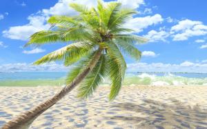 Sunny Tropical Beach wallpaper thumb