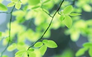 Green leaves of the tree close-up wallpaper thumb