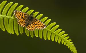 Butterfly Fern Leaf wallpaper thumb