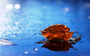 Dry Leaf on Water wallpaper thumb