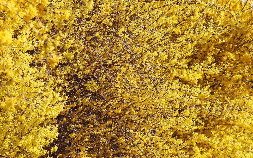 Forsythia blossoms wallpaper,flowers HD wallpaper,1920x1200 HD wallpaper,blossom HD wallpaper,spring HD wallpaper,forsythia HD wallpaper,1920x1200 wallpaper