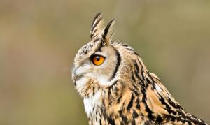 Owl long eared wallpaper thumb