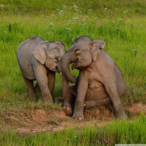 Elephants, Baby Elephant, Caring, Grass, Nature, Animals wallpaper thumb