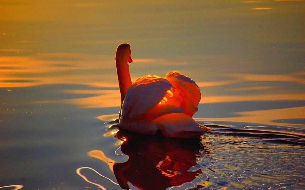 Beautiful Swan At Sunset wallpaper,swans HD wallpaper,sunsets HD wallpaper,sunrays HD wallpaper,beautiful HD wallpaper,animals HD wallpaper,1920x1200 wallpaper