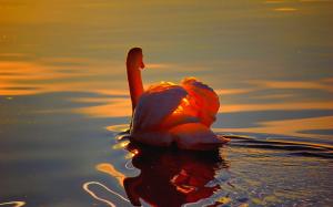 Beautiful Swan At Sunset wallpaper thumb