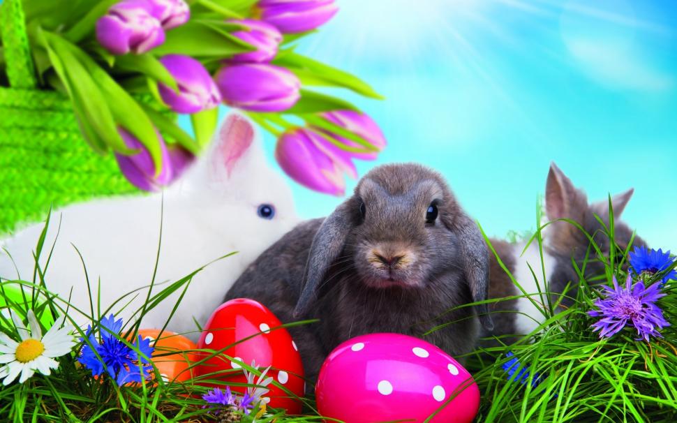Easter Bunny wallpaper,bunny HD wallpaper,easter eggs HD wallpaper,tulips HD wallpaper,grass HD wallpaper,2880x1800 wallpaper