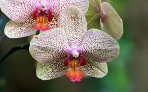 Elegant Orchid wallpaper thumb