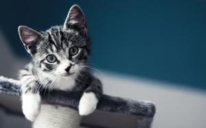 Cute Baby Cat wallpaper thumb