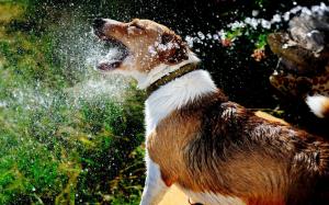 Dog Playing with Water wallpaper thumb
