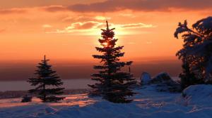 Gorgeous Sunset On Fir Trees In Winter wallpaper thumb