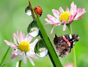 Butterfly, Ladybug wallpaper thumb