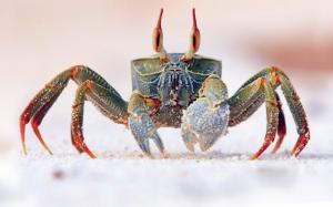 Sea Crab eyes wallpaper thumb