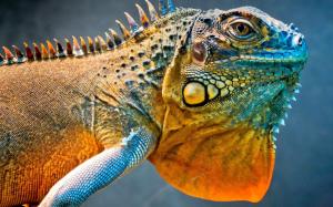 Dragon lizard, a chameleon wallpaper thumb