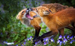 Two foxes, flowers, grass wallpaper thumb