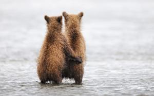 Bear cubs wallpaper thumb