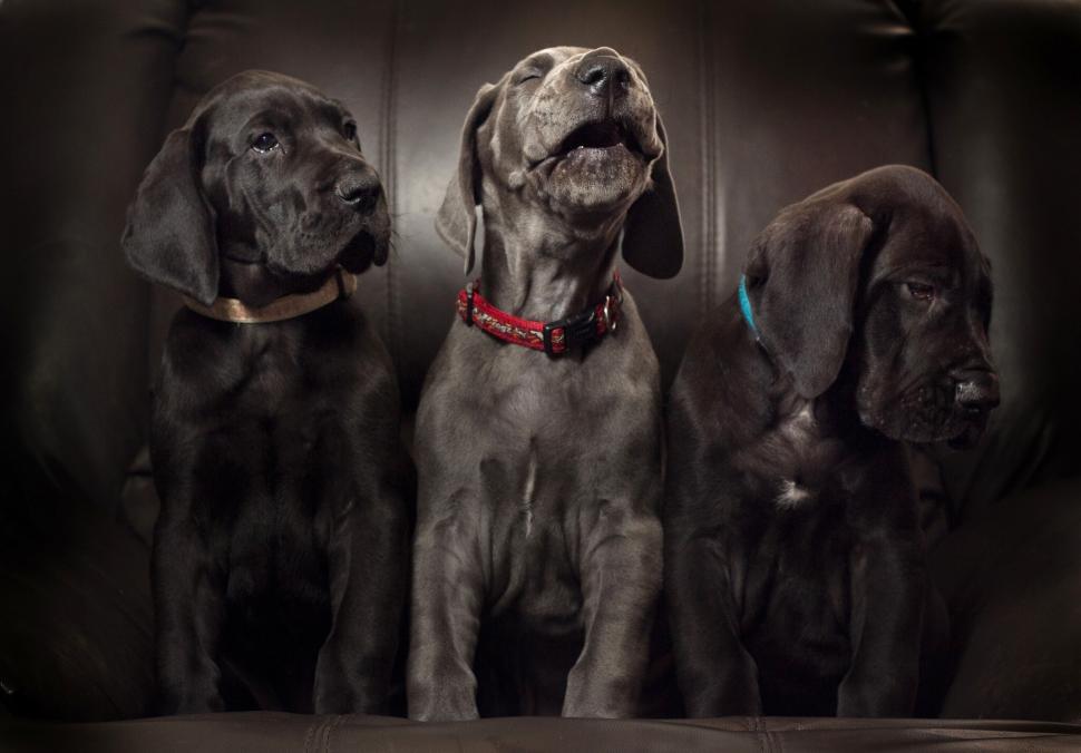 Labrador, puppies, dogs wallpaper,dogs HD wallpaper,puppies HD wallpaper,trio HD wallpaper,Trinity HD wallpaper,Great Dane HD wallpaper,Aria HD wallpaper,solo HD wallpaper,2048x1429 wallpaper
