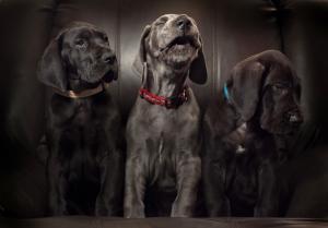 Labrador, puppies, dogs wallpaper thumb