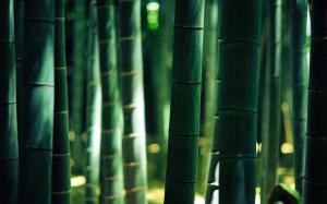 Bamboo, Bokeh, Forest, Lights wallpaper thumb