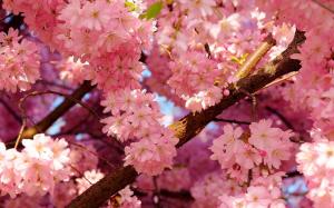 Cherry Blossoms Spring wallpaper thumb