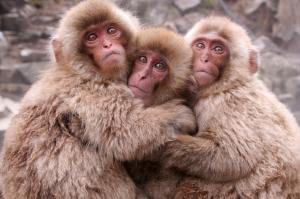 *** Three Adorable Monkey *** wallpaper thumb