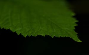 Leaf Macro HD wallpaper thumb