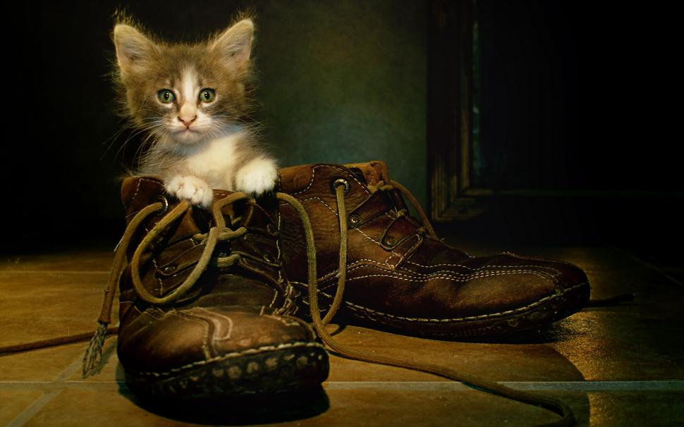 Cat in boots wallpaper,Cat HD wallpaper,Boots HD wallpaper,2560x1600 wallpaper