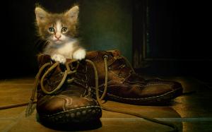 Cat in boots wallpaper thumb