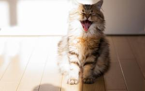 A Very Happy Cat wallpaper thumb