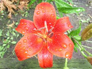 Wet Red Lilly wallpaper thumb