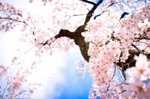 Cherry Blossom Tree wallpaper thumb