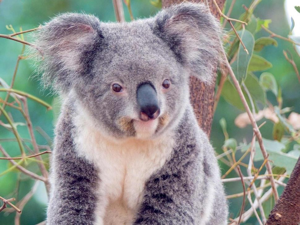 Cute koala wallpaper | animals | Wallpaper Better