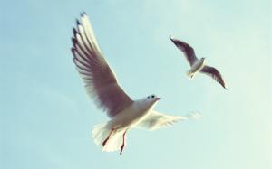 Birds flight, wings, seagulls, sky wallpaper thumb