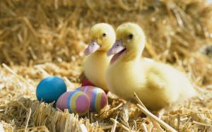 Two little ducks and Easter eggs wallpaper thumb